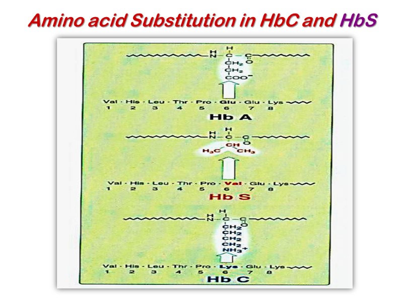 Amino acid Substitution in HbC and HbS